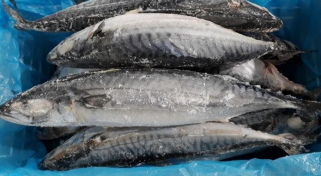 Скумбрія с/м, нерозібрана, 400-600г, ДСТУ 4378, 1 кг